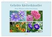 Geliebte Kletterkünstler (Wandkalender 2025 DIN A4 quer), CALVENDO Monatskalender: Kletterpflanzen für Haus und Garten.
