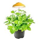 Lámpara LED para Plantas Egle - Tamaño Ajustable, Temporizador Automático - lampara de crecimiento de plantas- grow light full spectrum (5W, 3500K, 240 Lumen, USB, 1.5A/5V) eco-friendly (Amarilla)