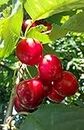 Ritz Farming® Cherry fruit seeds | fruit seeds For Your Garden and home planting Pack of 10 seeds
