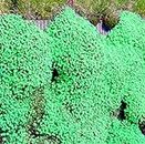 Seeds Germination Seeds : 100pcs/bag Creeping Thyme Green Seeds Perennial Ground Cover for Home Garden