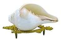 Centorganic Pure Natural Blowing Conch Shell | with Shankh Stand | Vamavarti Shankh (7 Inch, Big)