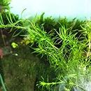 Aquarium Live Plant Guppy Grass/Najas Guadalupensis | Pack Of 10 Steam |…
