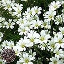 Luojuny Graines d'Arvense, 1 sac de graines de fleurs utiles Prolific Small Garden DecorCerastium Arvense Seeds for Home Planter