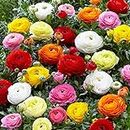 Flower Ranunculus Bulbs Plant Live Seeds Pack of 1 BY Zabbus Mix Color