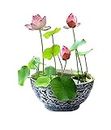 Creative Farmer Air Purifying Holy Bowl Lotus Aquatic Plants For Aquarium Live Plant (Healthy Plant)