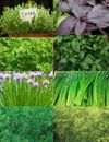 Herb Kit Seeds - 8 Varieties - Herb- (Non-GMO) - Heirloom