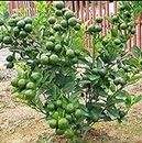 Eroanvia Vietnam Bari 1 Malta (height 1.5-3 Feet Furit After 2-3 Years) Mosambi Sweet Lemon Grafted Fruit Tree Live Plant Suitable Home Garden Pack Of 1