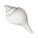 MAYAPURI Jal Shankha 8 to 10 Cm, Puja Sankha | White Conch Shells (Non-Blowing Sankh)