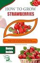 How To Grow Strawberry: Beginners Guide To Growing Strawberries For Fresh, Nutritious Fruit, Caring and Harvesting At Home And in The Garden