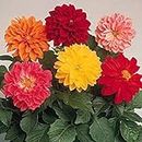 Flower Seeds : Dhalia Yellow Red Mix Flower Seeds,Rarest Variety Exotic Plants Seeds (1 Packets) Garden Plant Seeds