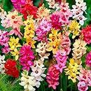 15 x Ixia Mixed – Star-Like Wand Flowers – Colourful Blooms – Summer Flowering Bulbs – Perennials – for Your Beautiful Garden