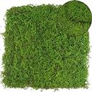 FAICOIA 2 Pcs Preserved Sheet Moss for Potted Plants Dried Natural Preserved Moss Mat Green Moss Sheets for Planters Crafts Woodland Decor Garden Party Decorations Wall Art DIY Project Light Green