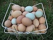 Fertile Hatching Eggs