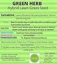 Green Herb Bermuda Grass Seed-250 gm