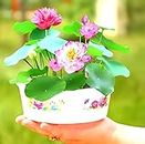 RADHA RANI PLANT HOUSE- All Season "THOUSAND LOTUS"One Time Many Flower (Mini) Water Lily (TUBER) Aquatic Plants Easyle from tuber Indoor Outdoor Decor can grow in Small Jar,Mug Guarante Blooming