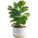 Costa Farms Little Fiddle Leaf Fig, Live Indoor Ficus Lyrata Plant in Indoors Garden Plant Pot, Houseplant in Potting Soil, Housewarming, Birthday Gift, Office, Home, and Room Decor, 1 Foot Tall