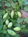 SeeGreen Deshi Parwal vegetable Live Plant Male & Female (Pack of 3)..