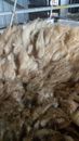 3kg Wool Crossbred Sheeps Fleece spinning weaving crafting  or felting 