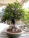 Generic ¡Promoción! 20 Unids Raro olivo Bonsai de olivo (Olea Europaea) Mini planta de árbol para el hogar Jardín Suministros, macetas exóticas Maceteros: 3: Only seeds