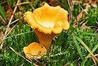CEMEHA SEEDS Mushrooms Golden Chanterelle (Cantharellus cibarius) Mycelium Spores Spawn Dried Organic