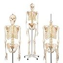 Bergmann Human Skeleton Model - 180cm Life Size Skeleton with Spinal Nerves - Accurate Skeletal System - Adjustable Rolling Stand and Dust Cover - Anatomy Skeleton Medical Model - Articulated Skeleton Bone Model (180cm w Nerves - Ben)