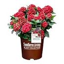 2 Gallon Southern Living Plant Collection Heart Throb Hydrangea Shrub
