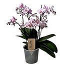 Plant in a Box - Phalaenopsis Multiflora - Orchidée rose - Plante d'intérieur à fleurs - Aime les chats - Pot 12cm - Hauteur 35-45cm