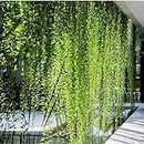 Charming Gronhus Live Curtain Creeper, Parda Bel, Vernonia Creeper, Climber Creeper, Wall Creeper Evergreen House Vine For Decoration, Creepers And Climbers Plant With Black Plastic Pot