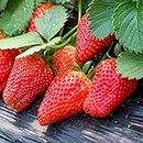 Red Strawberry Seeds 300+Organic Heavy Yield Premium Giant Fast Fruit Easy to Grow Seeds for Planting Outdor Home Garden