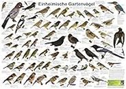Einheimische Gartenvögel (Planet-Poster-Box)