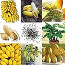 Dwarf Banana Tree Seeds 30 Pcs,Mini Bonsai Fruit,Exotic Home Garden Plants Banana Seeds Suitable for Planting in Various Seasons
