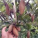 NEW DEBNATH NURSERY Delicious and Easy-to-Grow Thai long Variety chiku/Sapota Plant Rare and Delicious Fresh Fruit and easy to Grow and Perfect for Any Garden With Black Pot.