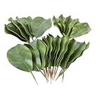 BD crafts Artificial Magnolia Leaves Pack of 30 Leaves