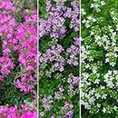 Purple Creeping Thyme - Thymus Serpyllum Herb Seeds, Magic Carpet Ground Cover Home Garden Planting by Heavy Torch, 50 Seeds