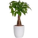 Costa Farms Money Tree, Easy to Grow Live Indoor Plant, Bonsai Houseplant in Ceramic Planter Pot, Potting Soil, Home Décor, Gardening, Birthday, Mother's Day Gift for Mom, 12-16 Inches Tall