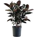 Rubber plant indoor live plant II Live Ficus Elastica Burgundy II Black Prince Rubber Plant Pack of 1