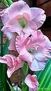 Radha Krishna Agriculture Imported Variety Gladiolus, Sword Lilly Flower bulbs Hybrid mix colour For Home Gardening pack of 12 flower bulbs