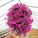 50 Unids Morning Glory Semillas Colgantes Petunia Home Garden Potted Flowers Ornament para Garden Planting
