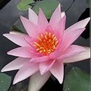 Hayaat garden's-Pink water lily live plant bulbs/seeds pack of 2