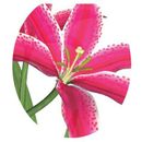 Toilet Tattoos Themes Stargazer Lily Toilet Seat Sticker, Lid Decal in Pink | 12 W x 13.5 D in | Wayfair TT-1104-R