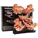 Urban Farm-It - Mushroom Growing Kit, XL Pink Oyster (Pleurotus Djamor), Easy to Use and Fast Growing, Includes Voucher to Claim Living Spawn Separately for Better Yield and Gifting