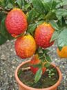 Rare Citrus Limon Red Natural Planting Non GMO Seeds Gardening Outdoor Plant