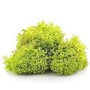 LIME APPLE GREEN Reindeer Moss - Perfect for Air Plants, Crafts, Tillandsia, House Decoration