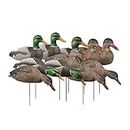 Greenhead Gear Over-Size Duck Decoy,Mallard Shells/Harvester Pack,Dozen