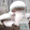 Grenfel® Mushroom 800 Gm White Milky Mushrooms 1st Generation Spawn/Seeds Mycelium +Medicine kit Spores Edible CO2 Variety