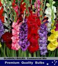 GLADIOLUS  BULBS* Most Popular Commercial Mix- 10/ 25/ 50/ 100x BULBS  
