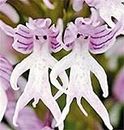 FD3630 Rare Hot Orchis Italica Pyramide singe orchidée, Graines d'orchidée ~ 10pcs ~