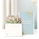 1-800-Flowers Everyday Gift Delivery Brighter Days Ahead Succulents By Lula's Garden Small | Same Day Delivery Available