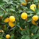 OhhSome Live Plant Lemon Elumicchai (Tamil) Kaffir Lime Home Garden Plant(1 Healthy Live Plant), (PLANT-53-LEMON1442665$#)