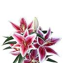 Easy to Grow Oriental Lily 'Stargazer' Plant Bulbs (3 Pack) - Purple-Red Flowering Fragrant Blooms in Summer Gardens